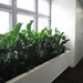 Rostliny pro interiér